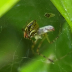 Theridion pyramidale at Campbelltown, NSW - 20 Jan 2024 02:11 PM