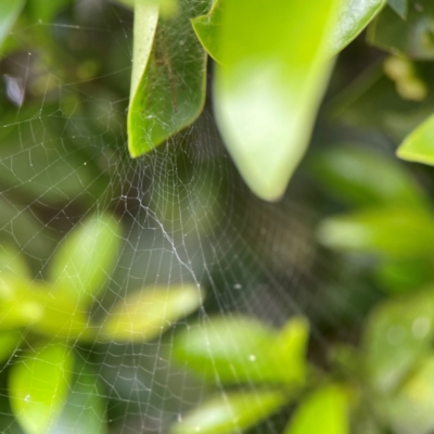 Phonognatha graeffei at Campbelltown, NSW - 20 Jan 2024 by Hejor1