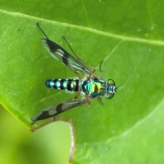 Austrosciapus sp. (genus) (Long-legged fly) at Campbelltown, NSW - 20 Jan 2024 by Hejor1