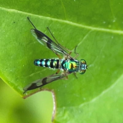 Austrosciapus sp. (genus) (Long-legged fly) at Campbelltown, NSW - 20 Jan 2024 by Hejor1
