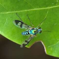 Austrosciapus sp. (genus) at Campbelltown, NSW - 20 Jan 2024 01:54 PM
