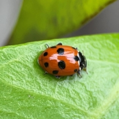 Hippodamia variegata (Spotted Amber Ladybird) at Campbelltown, NSW - 20 Jan 2024 by Hejor1