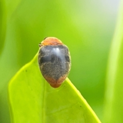 Cryptolaemus montrouzieri (Mealybug ladybird) at Campbelltown, NSW - 20 Jan 2024 by Hejor1