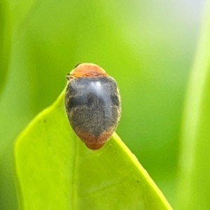 Cryptolaemus montrouzieri at Campbelltown, NSW - 20 Jan 2024