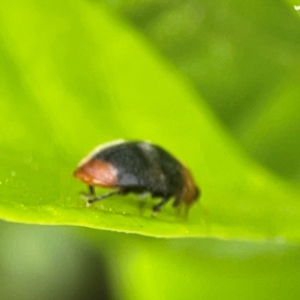 Cryptolaemus montrouzieri at Campbelltown, NSW - 20 Jan 2024 02:11 PM