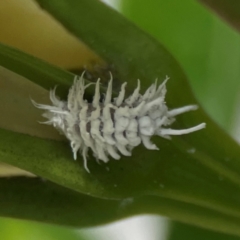 Cryptolaemus montrouzieri at Campbelltown, NSW - 20 Jan 2024 02:11 PM