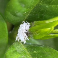 Cryptolaemus montrouzieri at Campbelltown, NSW - 20 Jan 2024 02:11 PM