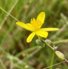 Tricoryne elatior (Yellow Rush Lily) at Campbell, ACT - 20 Jan 2024 by SilkeSma