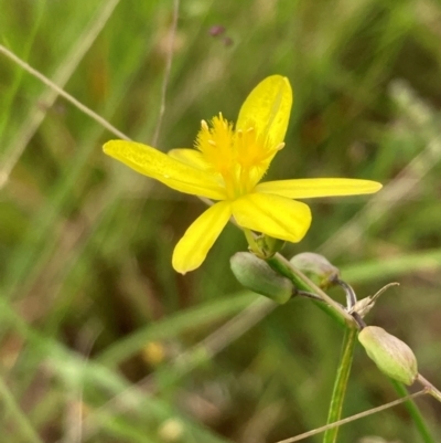 Tricoryne elatior (Yellow Rush Lily) at Campbell, ACT - 20 Jan 2024 by SilkeSma