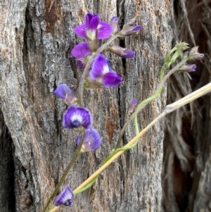 Glycine tabacina at Mount Ainslie to Black Mountain - 20 Jan 2024