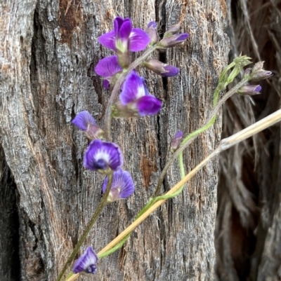 Glycine tabacina (Variable Glycine) at Mount Ainslie to Black Mountain - 20 Jan 2024 by SilkeSma