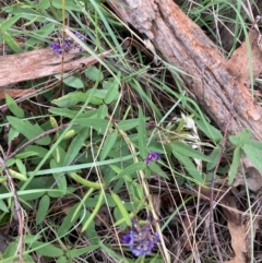 Glycine tabacina at Mount Ainslie to Black Mountain - 20 Jan 2024 04:09 PM