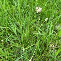 Cyperus brevifolius (Short-leaved Flat Sedge) at Kangaroo Valley, NSW - 20 Jan 2024 by lbradley