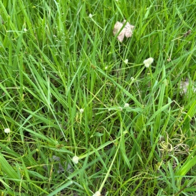 Cyperus brevifolius (Short-leaved Flat Sedge) at Kangaroo Valley, NSW - 20 Jan 2024 by lbradley