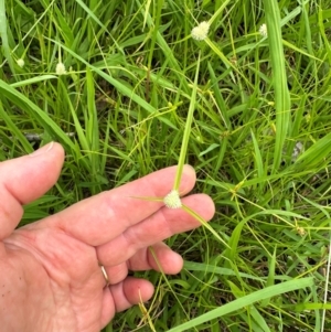 Cyperus brevifolius at Kangaroo Valley, NSW - suppressed