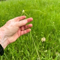 Cyperus brevifolius at Kangaroo Valley, NSW - suppressed