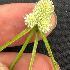 Cyperus brevifolius at Kangaroo Valley, NSW - suppressed