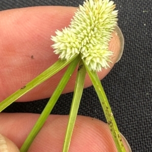 Cyperus brevifolius at Kangaroo Valley, NSW - suppressed