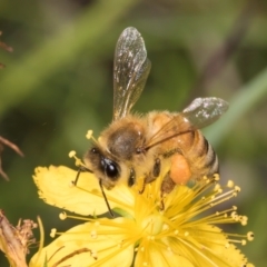 Apis mellifera (European honey bee) at Croke Place Grassland (CPG) - 19 Jan 2024 by kasiaaus