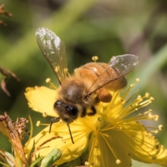 Apis mellifera at McKellar, ACT - 19 Jan 2024 11:30 AM