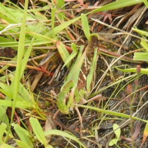 Oedaleus australis at McQuoids Hill - 20 Jan 2024