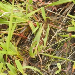 Unidentified Grasshopper (several families) at McQuoids Hill - 20 Jan 2024 by HelenCross