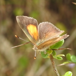 Paralucia pyrodiscus at McQuoids Hill - 20 Jan 2024