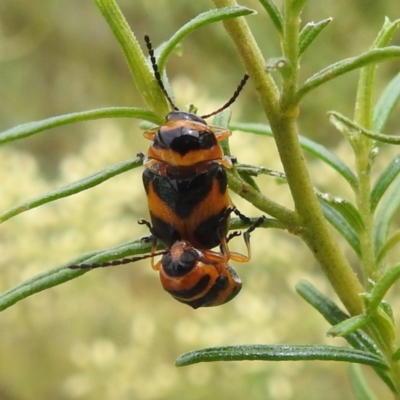 Aporocera (Aporocera) parenthetica (Leaf beetle) at McQuoids Hill - 20 Jan 2024 by HelenCross