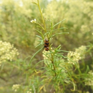 Aporocera (Aporocera) speciosa at McQuoids Hill - 20 Jan 2024