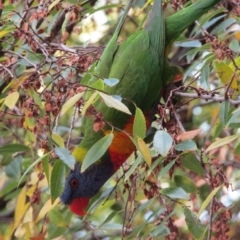 Trichoglossus moluccanus (Rainbow Lorikeet) at Adelaide, SA - 11 May 2023 by angmarrob