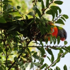 Trichoglossus moluccanus at Adelaide, SA - 11 May 2023