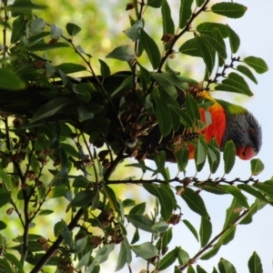 Trichoglossus moluccanus at Adelaide, SA - 11 May 2023