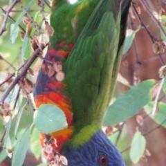 Trichoglossus moluccanus at Adelaide, SA - 11 May 2023