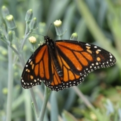 Danaus plexippus at Adelaide, SA - 11 May 2023 by angmarrob