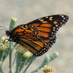 Danaus plexippus at Adelaide, SA - 11 May 2023 10:36 PM
