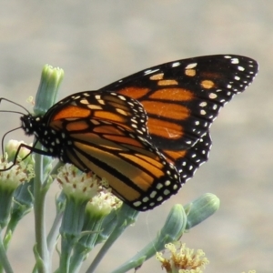 Danaus plexippus at Adelaide, SA - 11 May 2023 10:36 PM