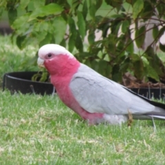 Eolophus roseicapilla (Galah) at Oaklands Park, SA - 3 May 2023 by angmarrob