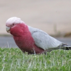 Eolophus roseicapilla at Oaklands Park, SA - 4 May 2023 04:21 AM