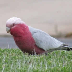 Eolophus roseicapilla at Oaklands Park, SA - 4 May 2023