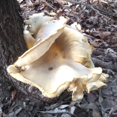 Omphalotus nidiformis (Ghost Fungus) at Greenway, ACT - 20 Jan 2024 by MichaelBedingfield