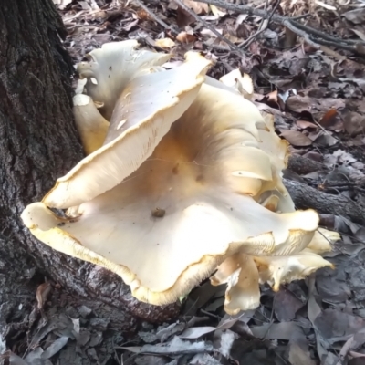 Omphalotus nidiformis (Ghost Fungus) at Greenway, ACT - 20 Jan 2024 by michaelb