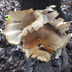 Omphalotus nidiformis at Greenway, ACT - 20 Jan 2024