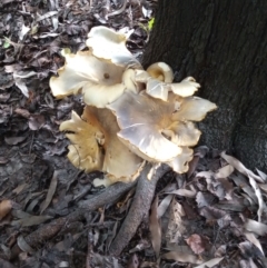 Omphalotus nidiformis at Greenway, ACT - 20 Jan 2024 04:39 PM