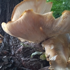 Omphalotus nidiformis at Greenway, ACT - 20 Jan 2024