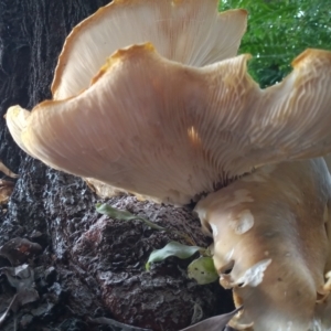 Omphalotus nidiformis at Greenway, ACT - 20 Jan 2024