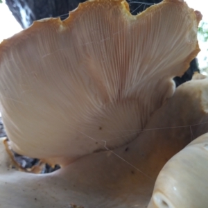 Omphalotus nidiformis at Greenway, ACT - 20 Jan 2024