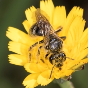 Lasioglossum (Chilalictus) sp. (genus & subgenus) at Croke Place Grassland (CPG) - 19 Jan 2024