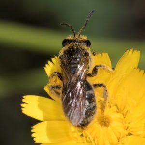 Lasioglossum (Chilalictus) sp. (genus & subgenus) at McKellar, ACT - 19 Jan 2024 11:31 AM