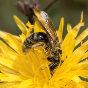 Lasioglossum (Chilalictus) sp. (genus & subgenus) at McKellar, ACT - 19 Jan 2024