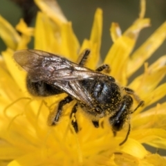 Lasioglossum (Chilalictus) sp. (genus & subgenus) at McKellar, ACT - 19 Jan 2024